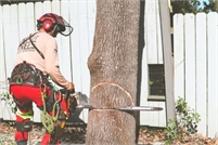 A Cajun Tree Cutters  A Cajun  Tree Cutters 